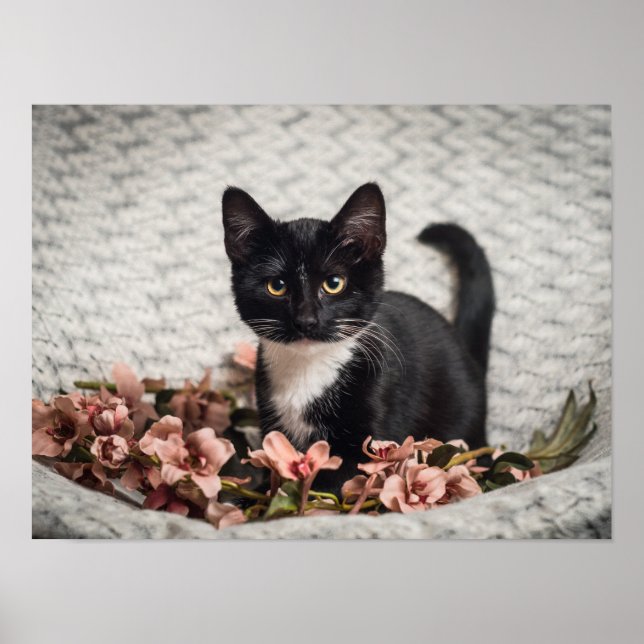 Poster Joli Rose Bella (Devant)