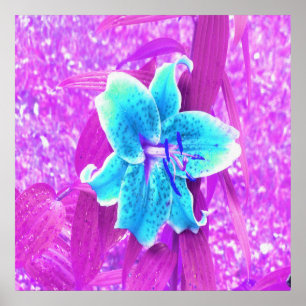 Poster Jolie Aqua Blue Stargazer Lily sur violet