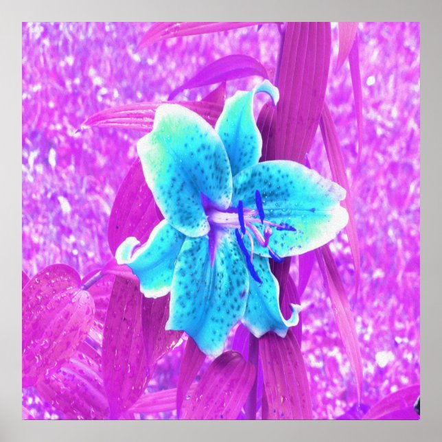 Poster Jolie Aqua Blue Stargazer Lily sur violet (Devant)