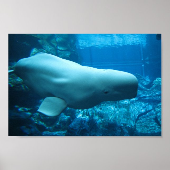 Poster Jolie Baleine Beluga En Aquarium En Géorgie (Devant)