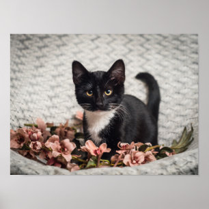Poster Jolie Bella Rose