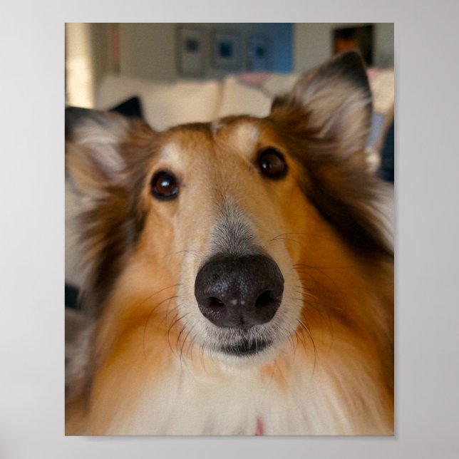 Poster Jolie collie rugueuse (Devant)