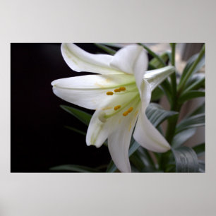 Poster Jolie fleur de lys de Pâques blanche en noir