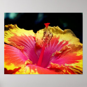 Poster Jolie fleur d'Hibiscus gros plan