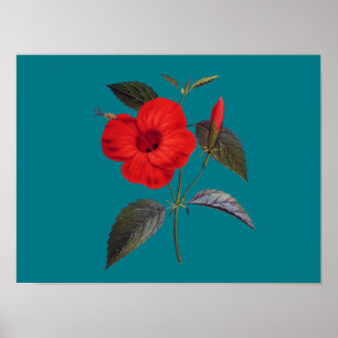 Poster Jolie fleur d'Hibiscus rouge