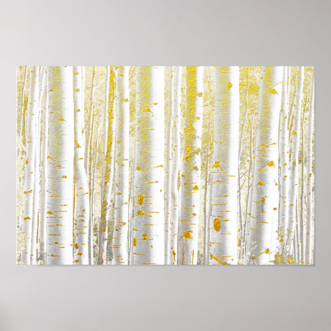 Poster Jolie forêt de bouleaux blancs broyés d'or (Devant)