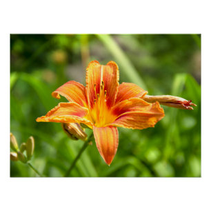 Poster Jolie grande fleur Lily photo