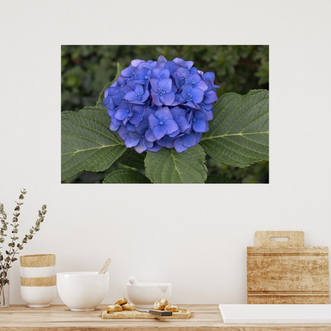 Poster Jolie Hydrangea Bleue (Cuisine)