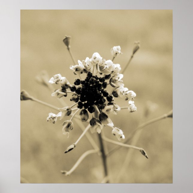 Poster Jolie mauvaise herbe (Devant)