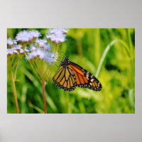 Jolie Monarque Papillon Photographie Art Flower
