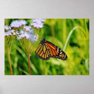 Poster Jolie Monarque Papillon Photographie Art Flower