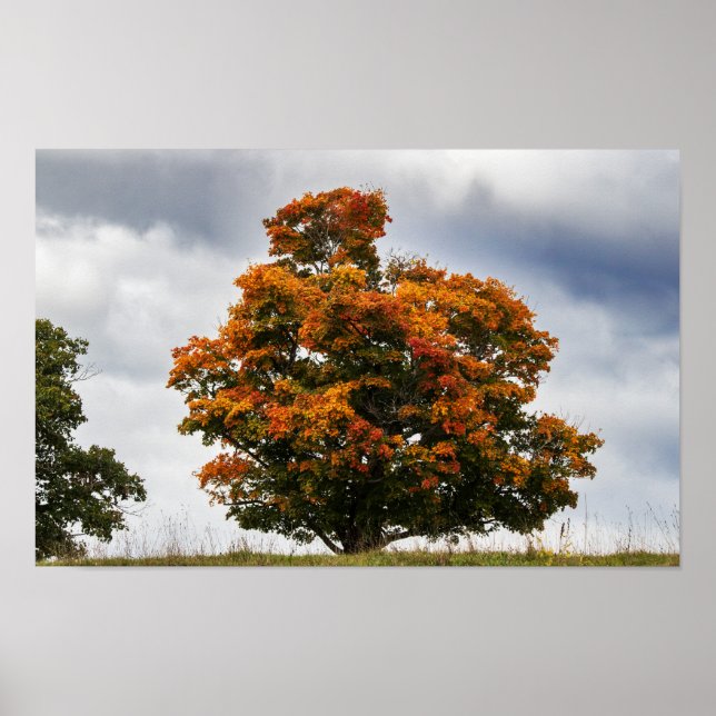 Poster Jolie Orange (Devant)