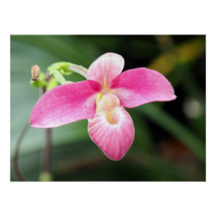 Poster Jolie Orchidée rose