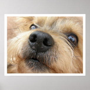 Poster Jolie photo de gros plan de Yorkie Face