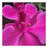 jolie photo d'orchidée violette