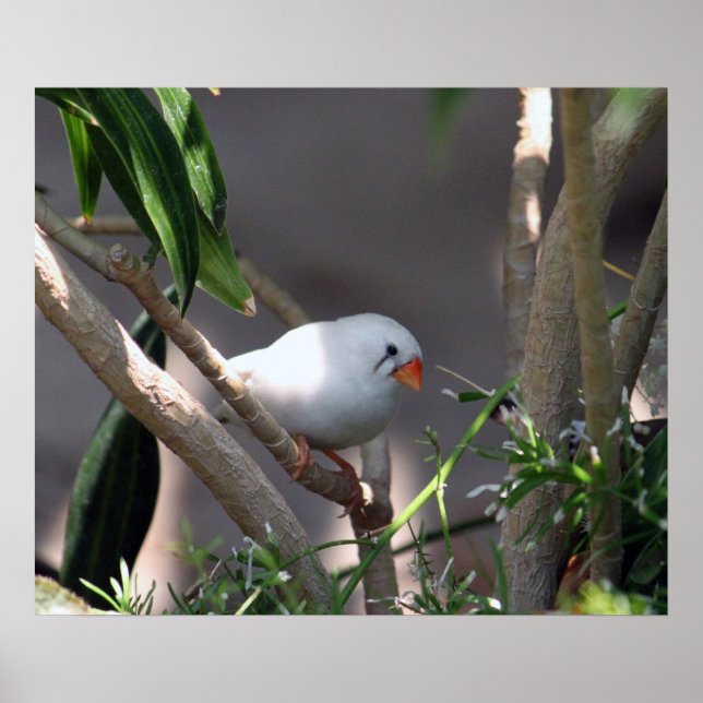 Poster Jolie photo White Finch (Devant)