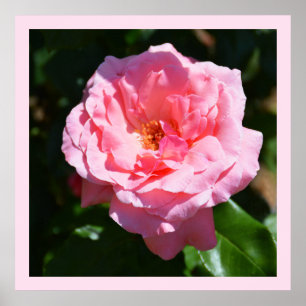 Poster Jolie rose