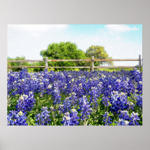 Poster Jolie Texas Bluebonnet Flowers Hill Country Art