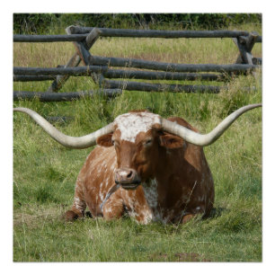 Poster Jolie Vache Longhorn Se Détendre Dans L'Affiche En