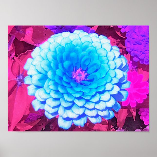 Poster Jolie Zinnia Bleue dans le Jardin d'été pourpre (Devant)