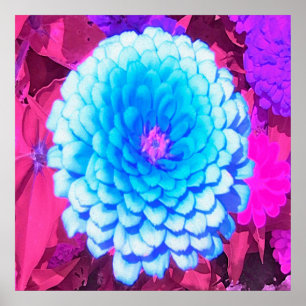Poster Jolie Zinnia Bleue dans le Jardin d'été pourpre