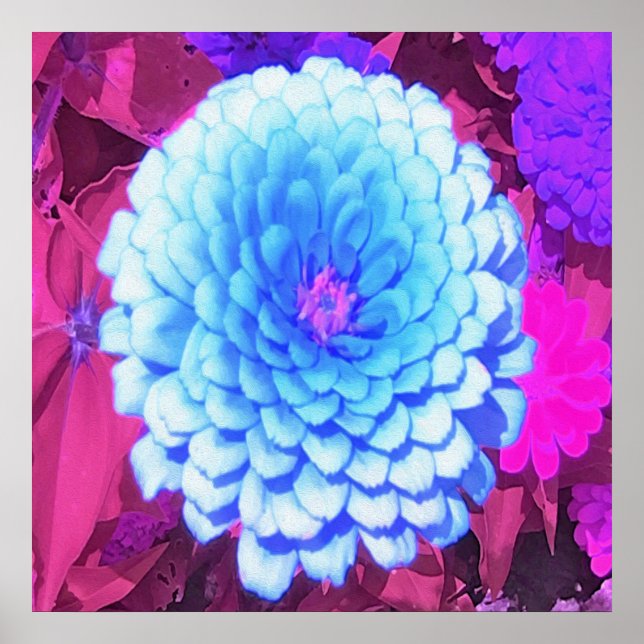 Poster Jolie Zinnia Bleue dans le Jardin d'été pourpre (Devant)