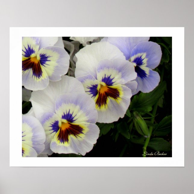 Poster Jolies domestiques toutes dans une rangée par Lind (Devant)