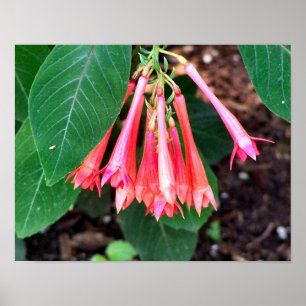 Poster Jolies Fleurs Roses Gros