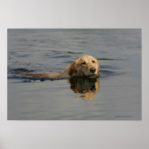 Poster Jolis Retriever