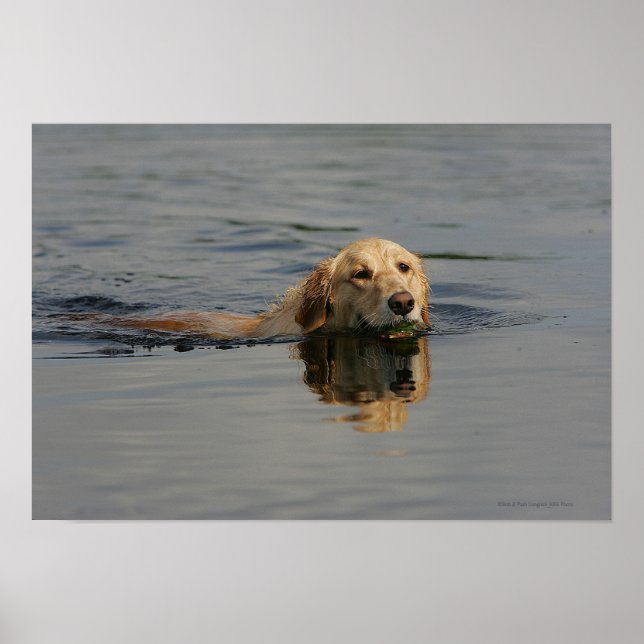 Poster Jolis Retriever (Devant)