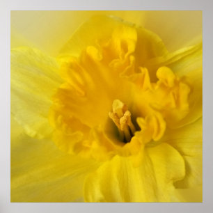 Poster jonquille jaune
