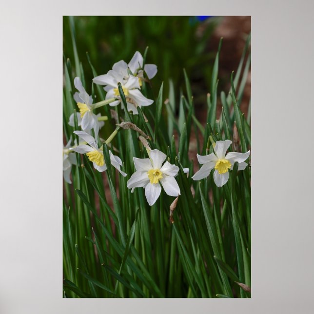 Poster jonquilles blanches (Devant)