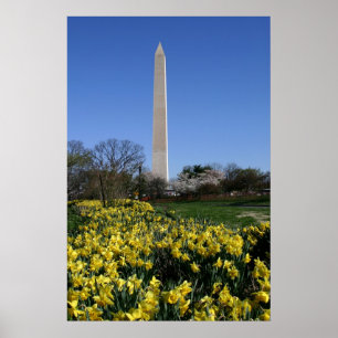 Poster Jonquilles de monument de Washington