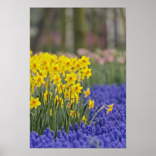 Poster Jonquilles et Muscaris, Keukenhof