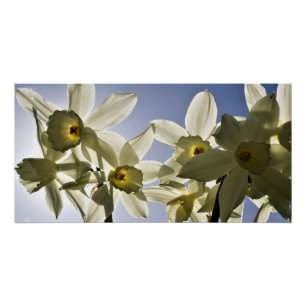 Poster Jonquilles qui fleurissent avec un ciel bleu print