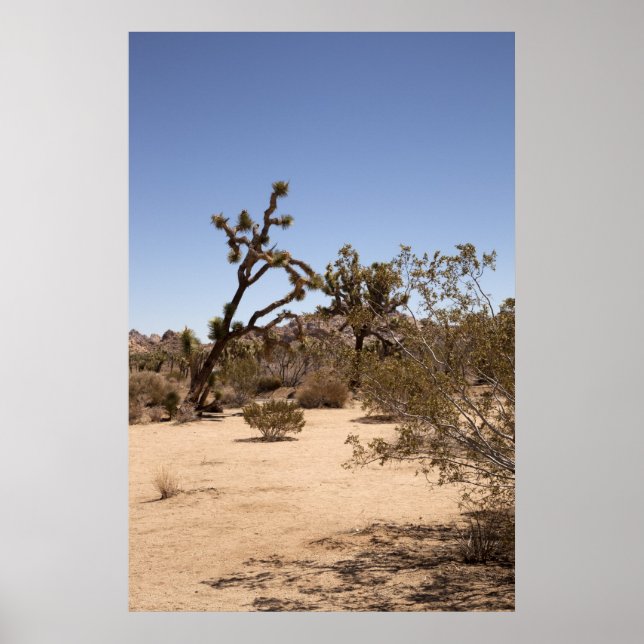 Poster Joshua Tree (Devant)