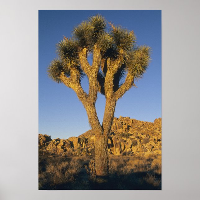 Poster Joshua Tree, Yucca brevifolia) et granit (Devant)