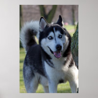 Jouer Alaska Husky Sled Chien Belle Art Imprimer