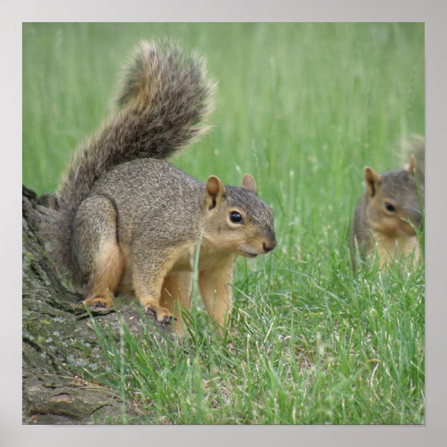 Poster Jouer des écureuils (Devant)