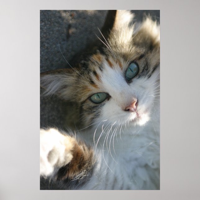 Poster Joueur Kitty (Devant)