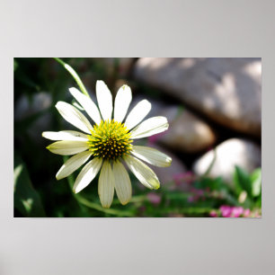 Poster Jour d'été de la marguerite