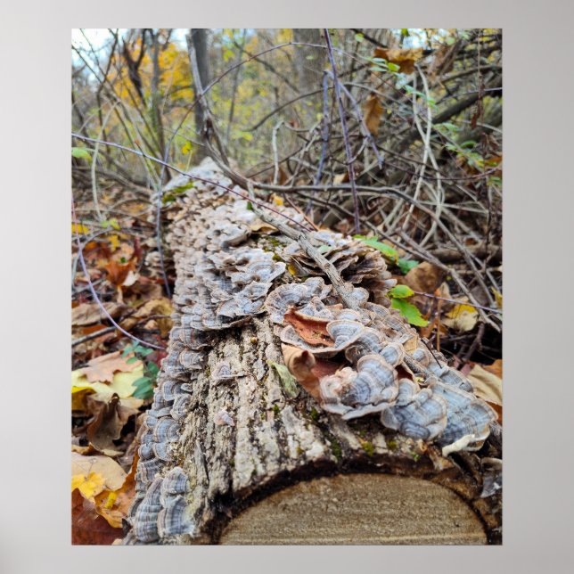 Poster Journal de l'arbre Barnacle (Devant)