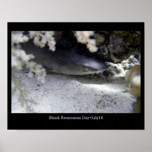 Poster Journée de sensibilisation au requin, requin de ré