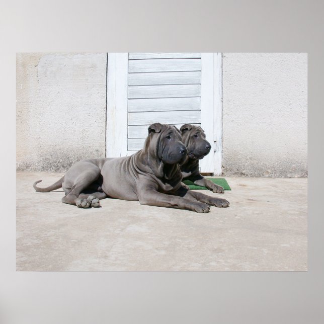 Poster Jours de chiens d'été.... (Devant)