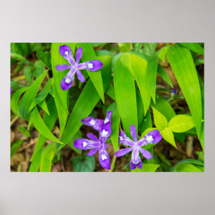 Poster Joyce Kilmer-Slickrock Wilderness 2