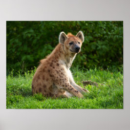 Poster Joyeuse Hyena Au milieu de la verdure