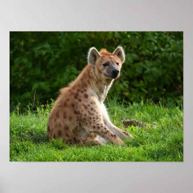 Poster Joyeuse Hyena Au milieu de la verdure (Devant)