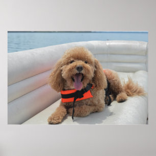 Poster Joyeux Cockapoo Dog Sur Pontoon Boat Sourit