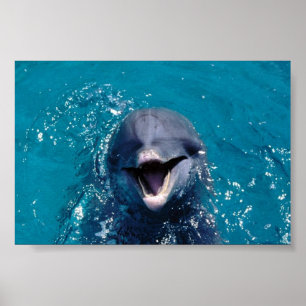 Poster Joyeux dauphin