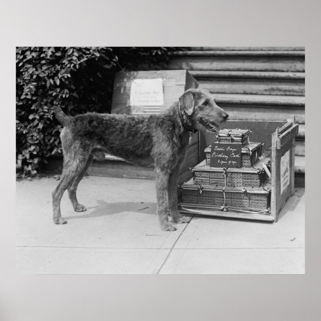 Poster Joyeux garçon de Laddie, 1920 (Devant)